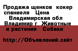 Продажа щенков  кокер-спаниеля › Цена ­ 14 000 - Владимирская обл., Владимир г. Животные и растения » Собаки   